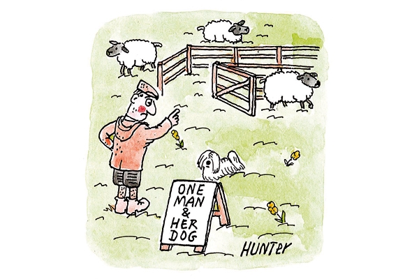Sheepdog