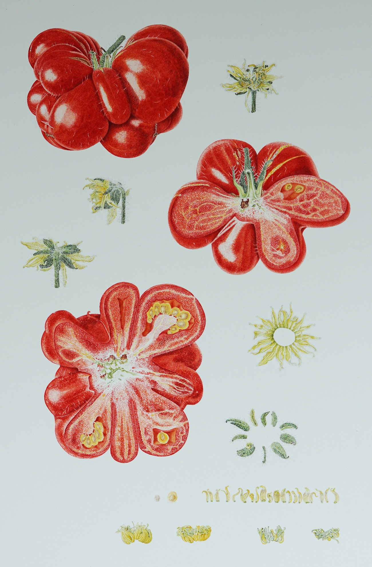 ROSS_Tomato_Reisetomate.jpg