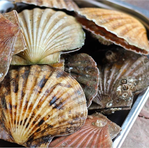 Scallops.png
