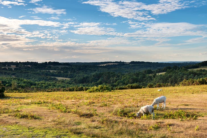 iStock-1026059962-1.jpg