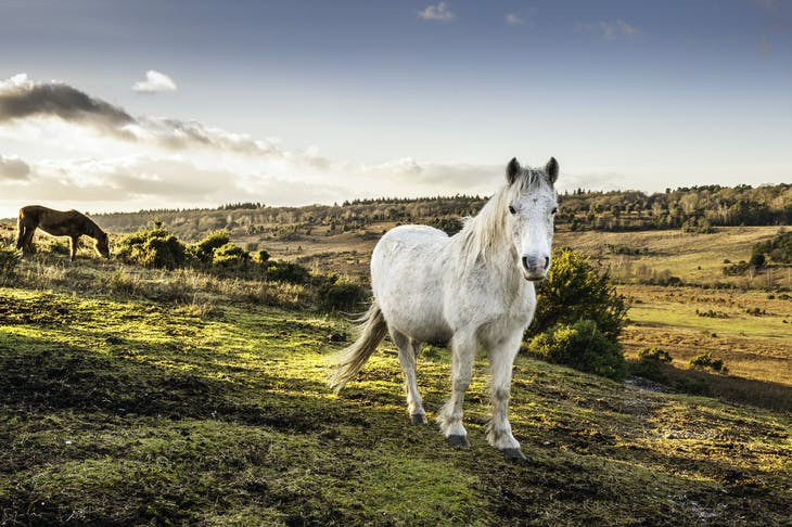 iStock-163031376.jpg
