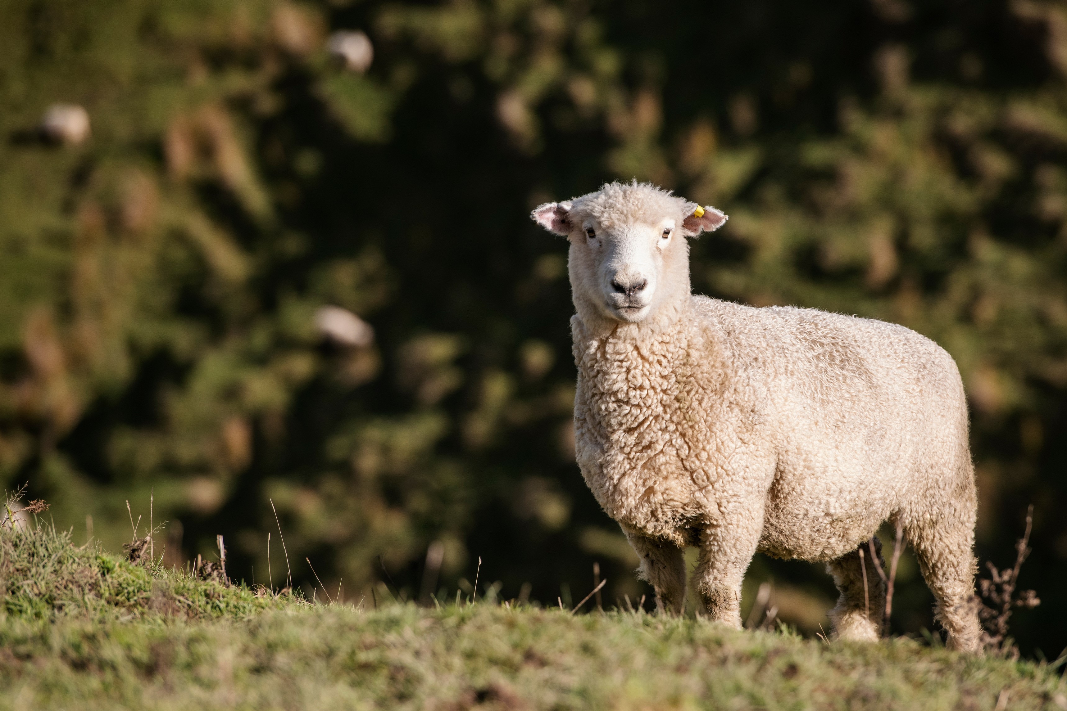 Romney_sheep.jpg